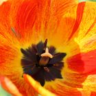 Tulpe ( Tulipa gesneriana )