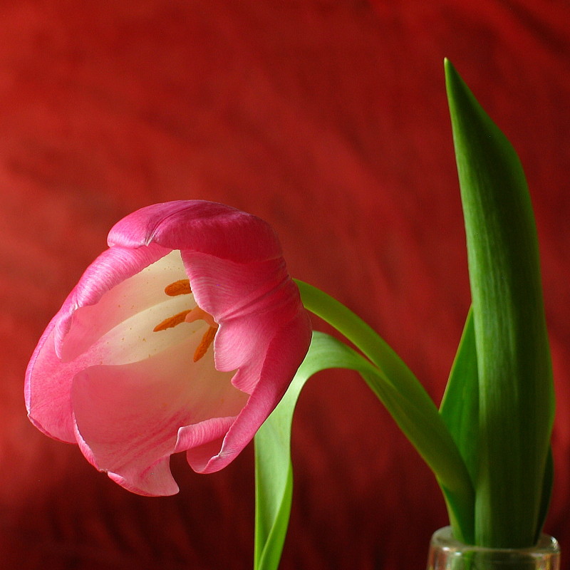 Tulpe - Tulipe