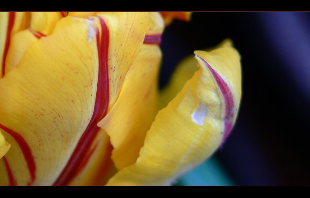 Tulpe " Tulpia cultivars " Frühlings Details