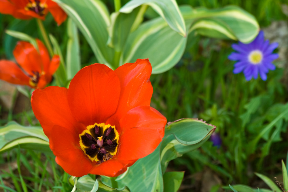 Tulpe und Anemone