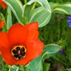 Tulpe und Anemone