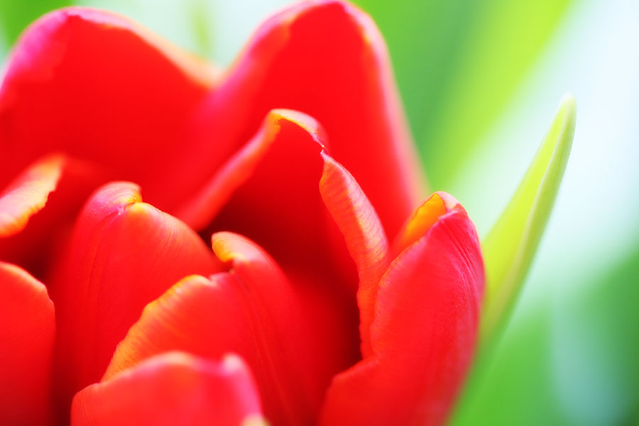 Tulpe und Bokeh