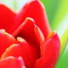 Tulpe und Bokeh