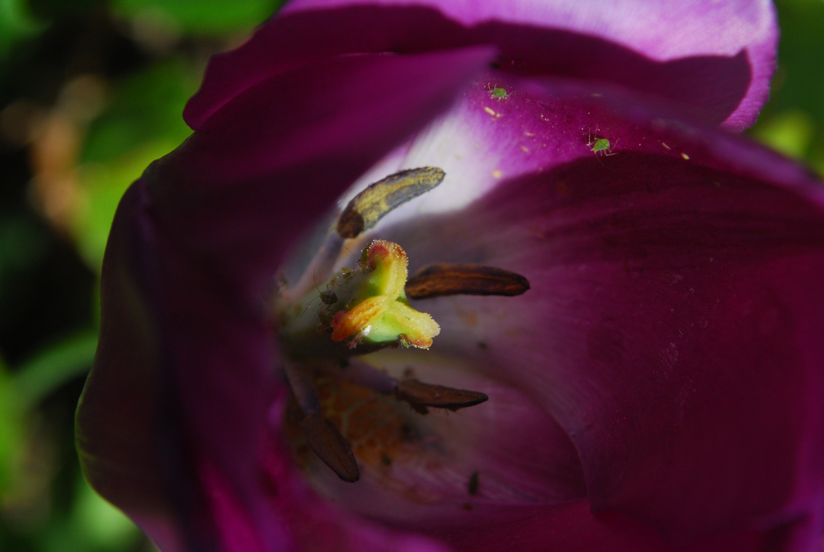 Tulpe und deren Bewohner