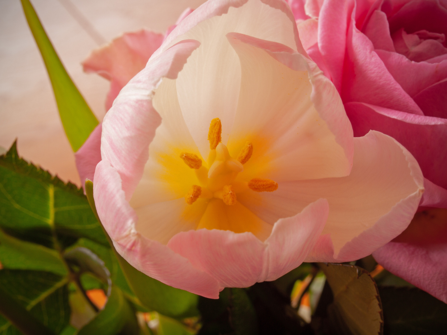 Tulpe und Rose