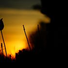 Tulpe und Sonnenuntergang