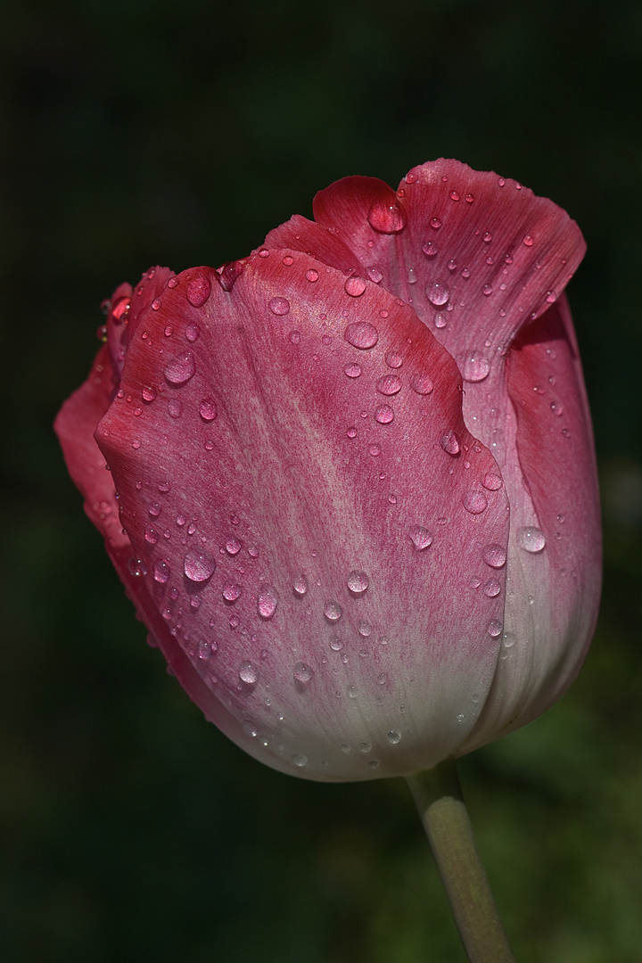 Tulpe und Tropfen