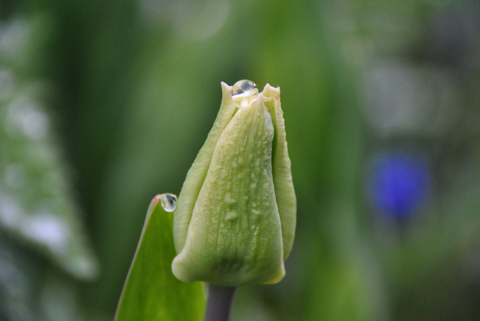 Tulpe und Wasserperle