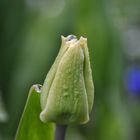 Tulpe und Wasserperle