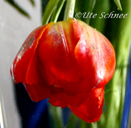 Tulpe unter Wasser