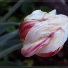 Tulpe  unterm Regen 