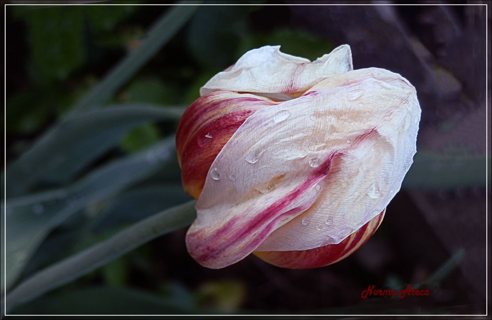 Tulpe  unterm Regen 