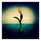 Tulpe V