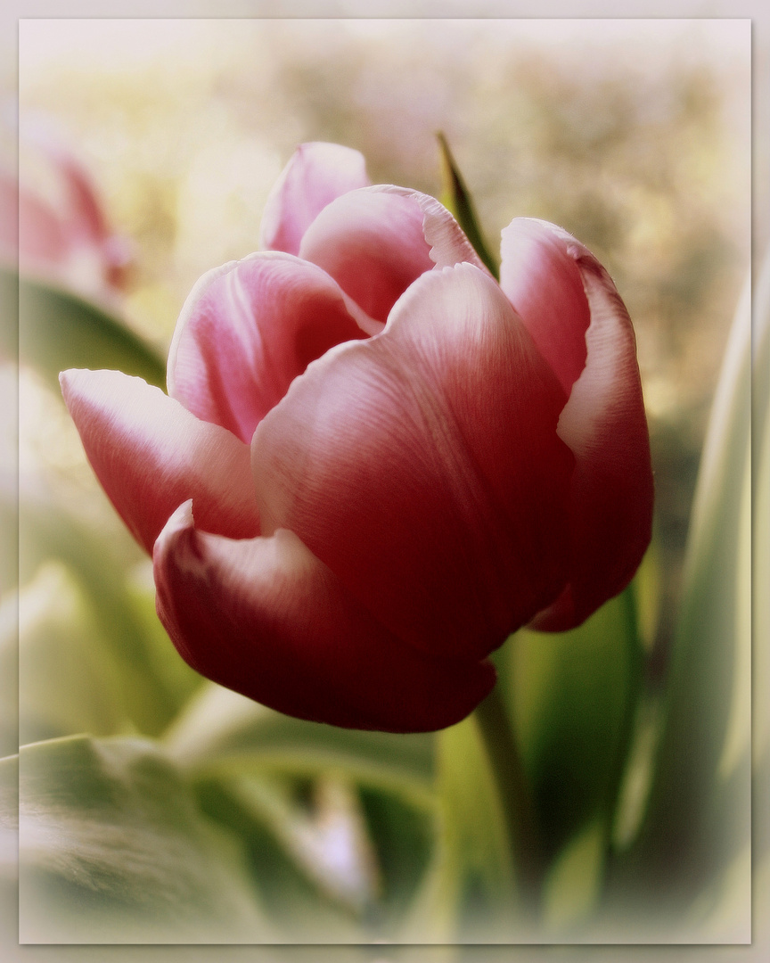 ~Tulpe V~