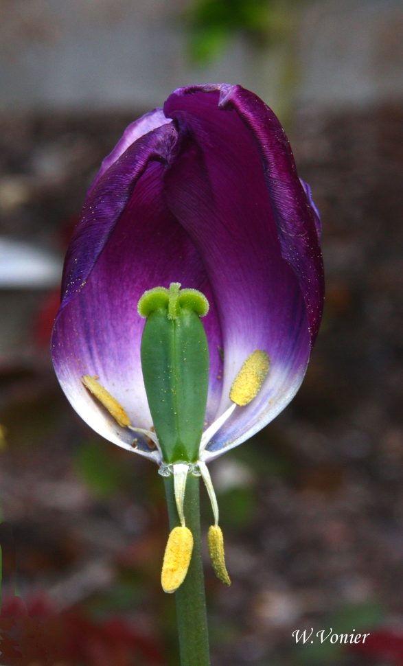 Tulpe verabschiedet sich langsam