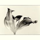 Tulpe - verblühend