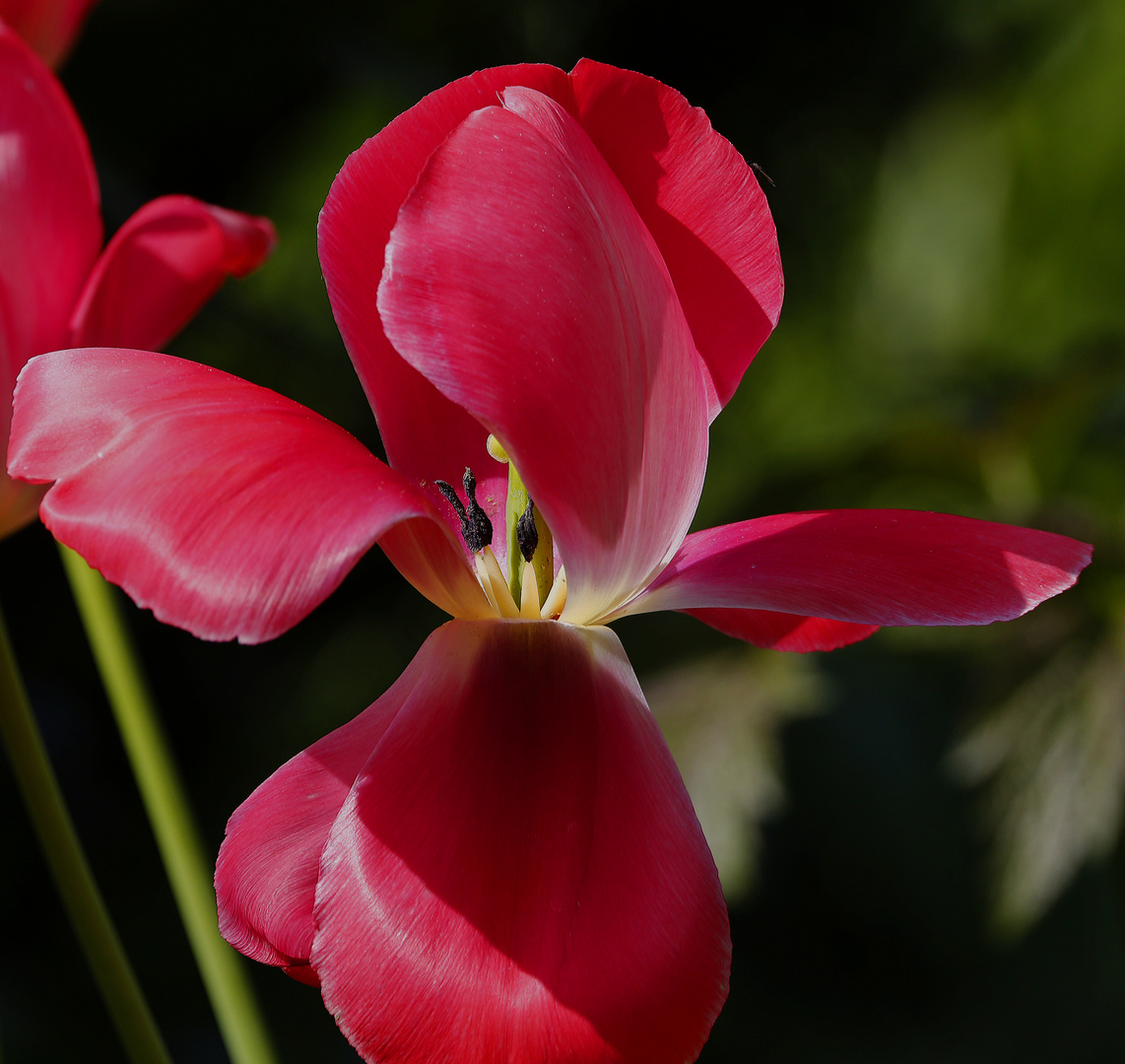 Tulpe - verblüht - 27.04.2018