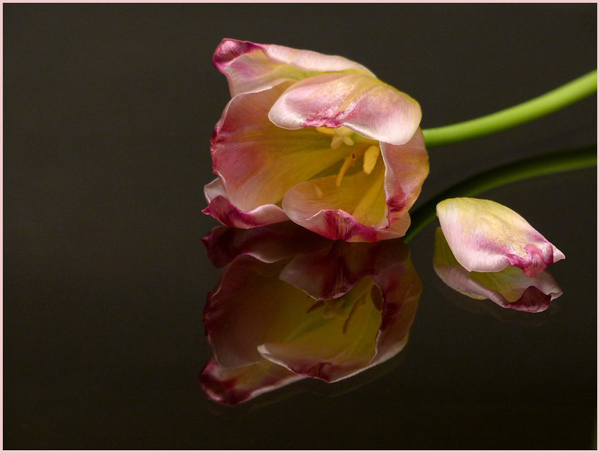 Tulpe verblüht