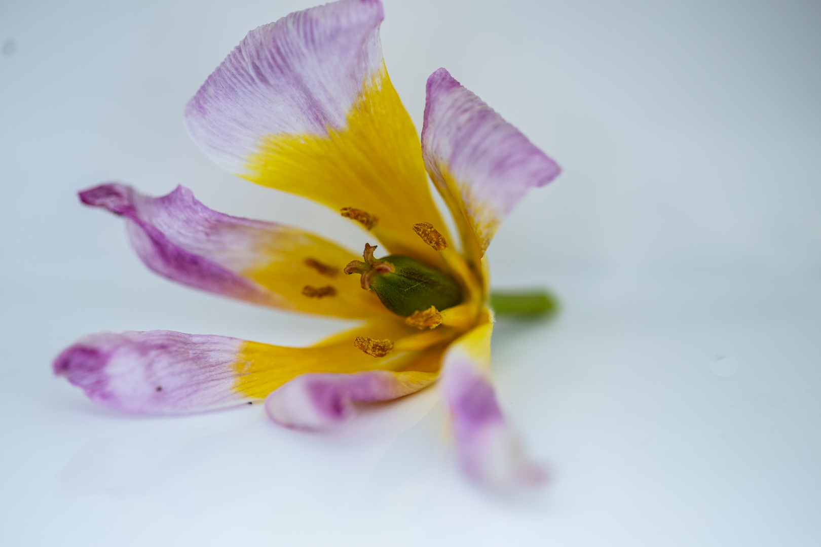 Tulpe verblüht