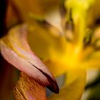 Tulpe  vergängliche Schönheit
