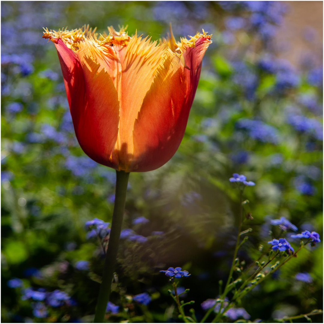 Tulpe & Vergißmeinnicht