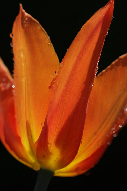 Tulpe VII