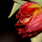 ~ Tulpe 'Viking' ~