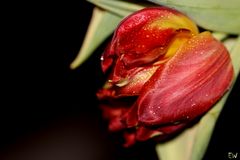 ~ Tulpe 'Viking' ~