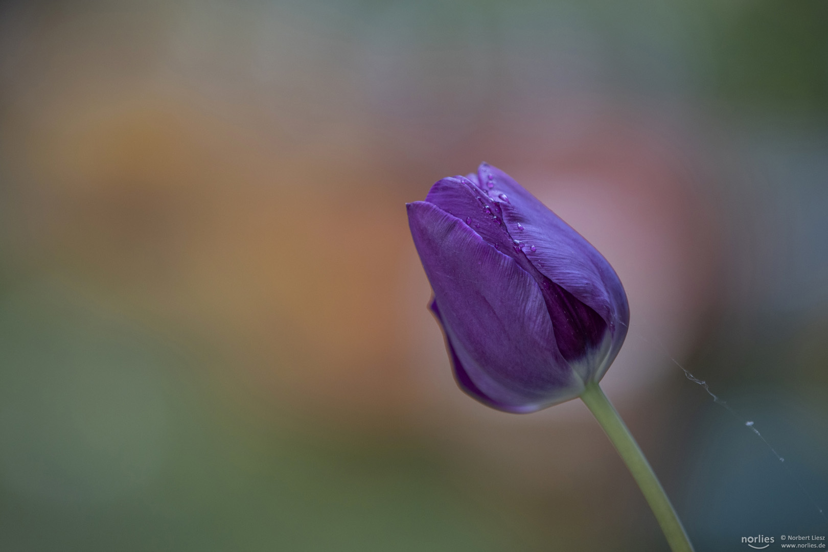 Tulpe violett