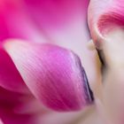 Tulpe violett / weiß