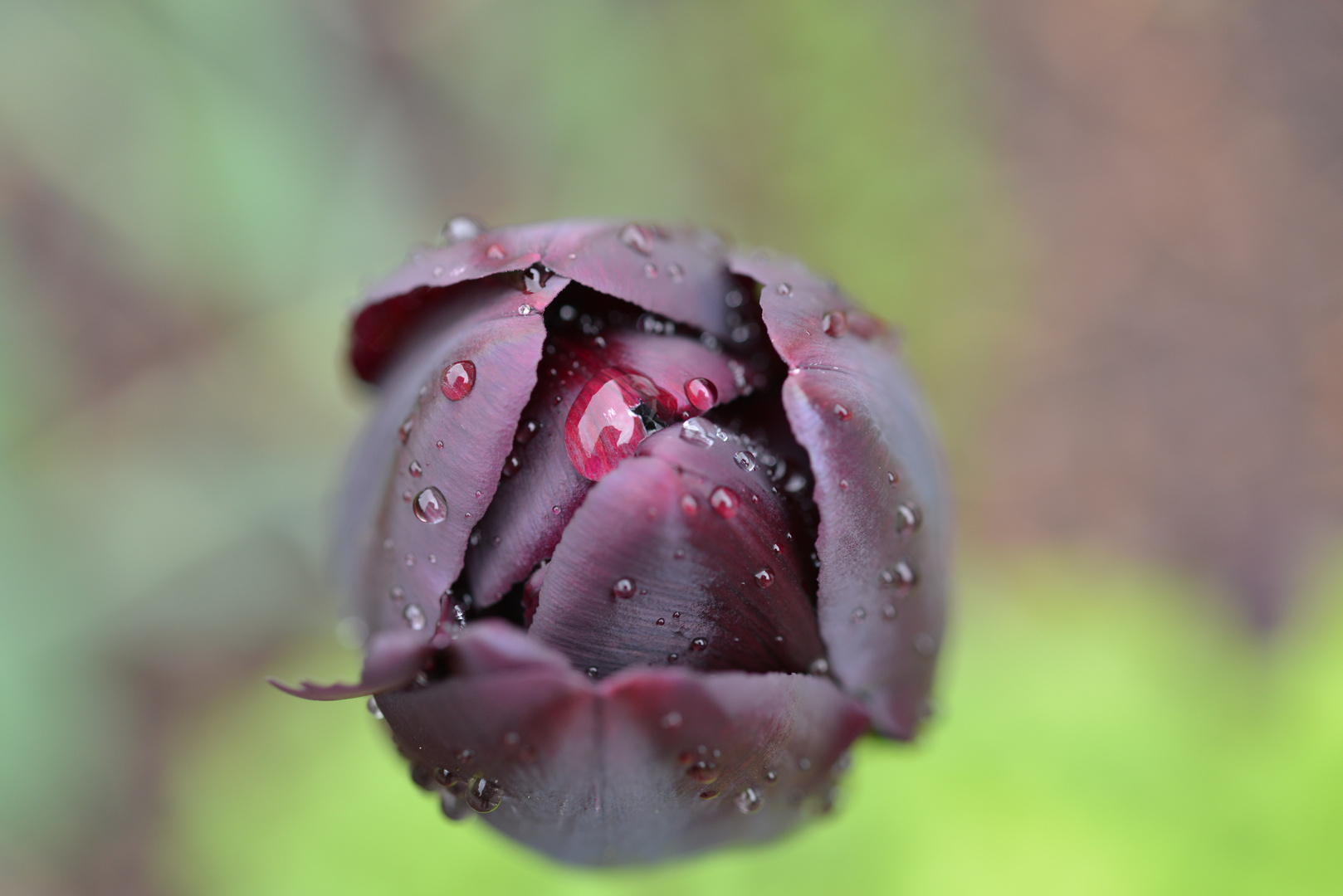 Tulpe vom Regen überrascht (DSC_8044)