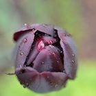 Tulpe vom Regen überrascht (DSC_8044)