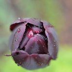 Tulpe vom Regen überrascht (DSC_8044)