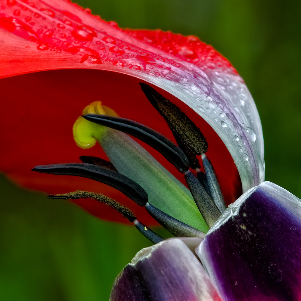 Tulpe vom Wind übel zugerichtet