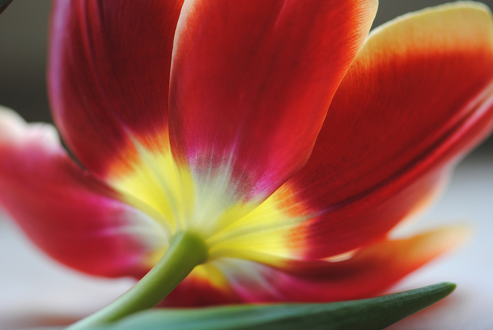 Tulpe von hinten