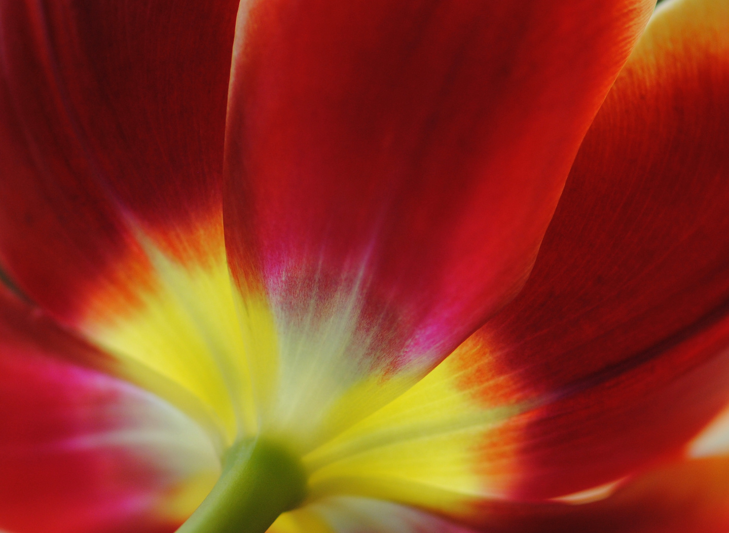 Tulpe von hinten Nr. 1