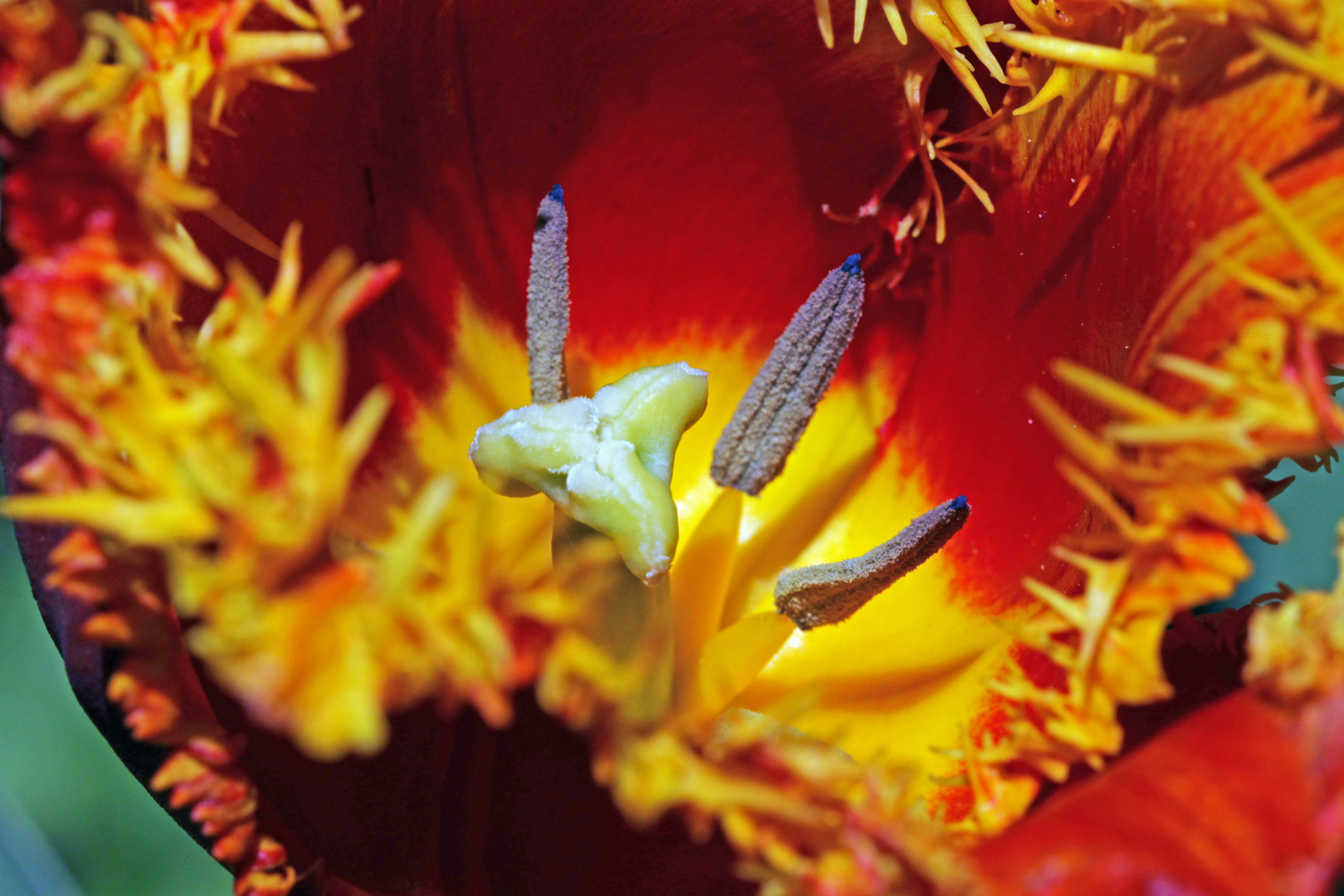 Tulpe von innen