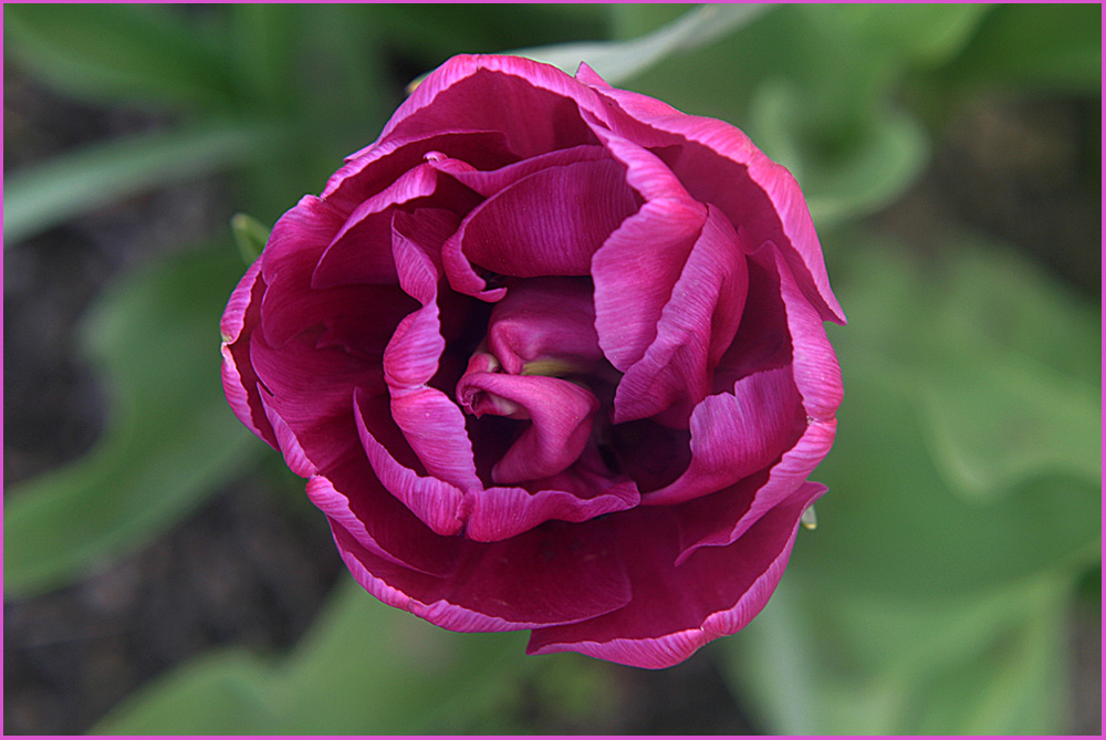 Tulpe von innen