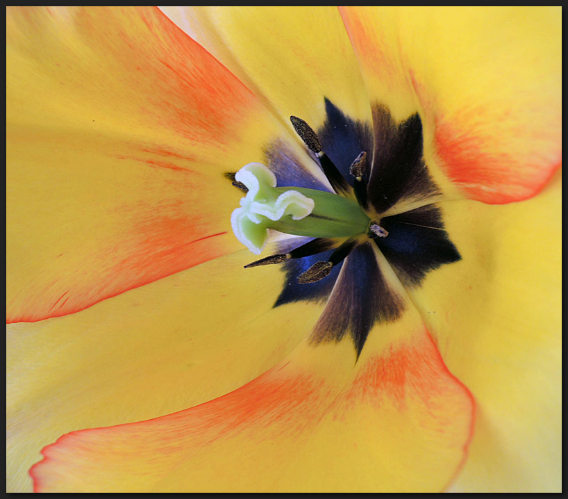 Tulpe von innen