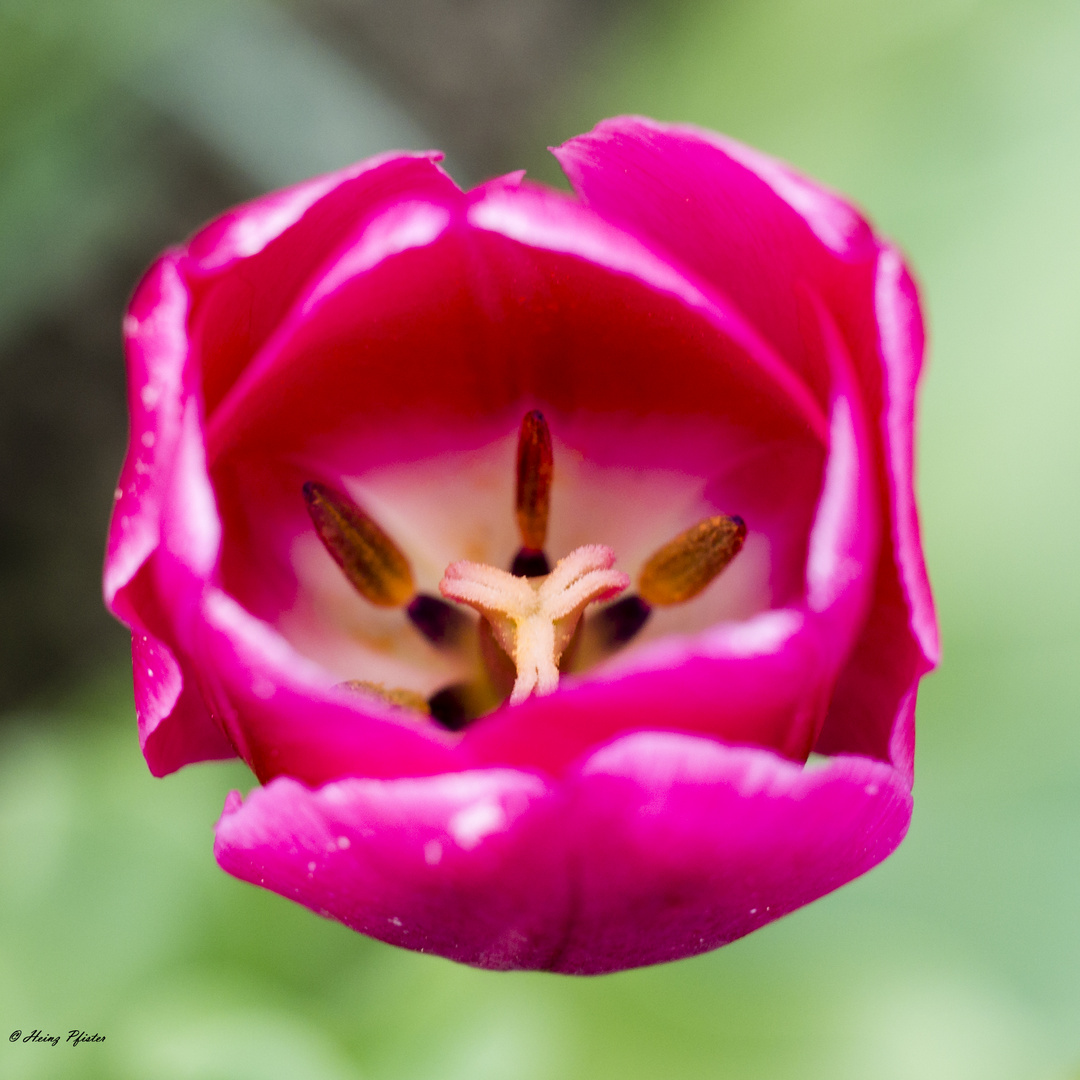 Tulpe von innen