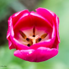 Tulpe von innen