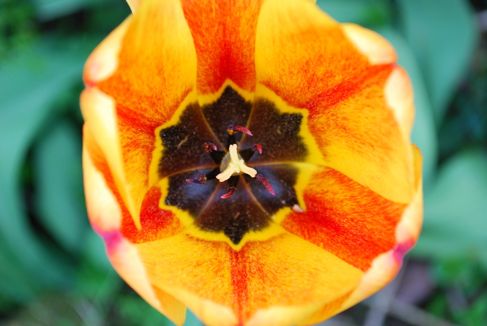 Tulpe von innen