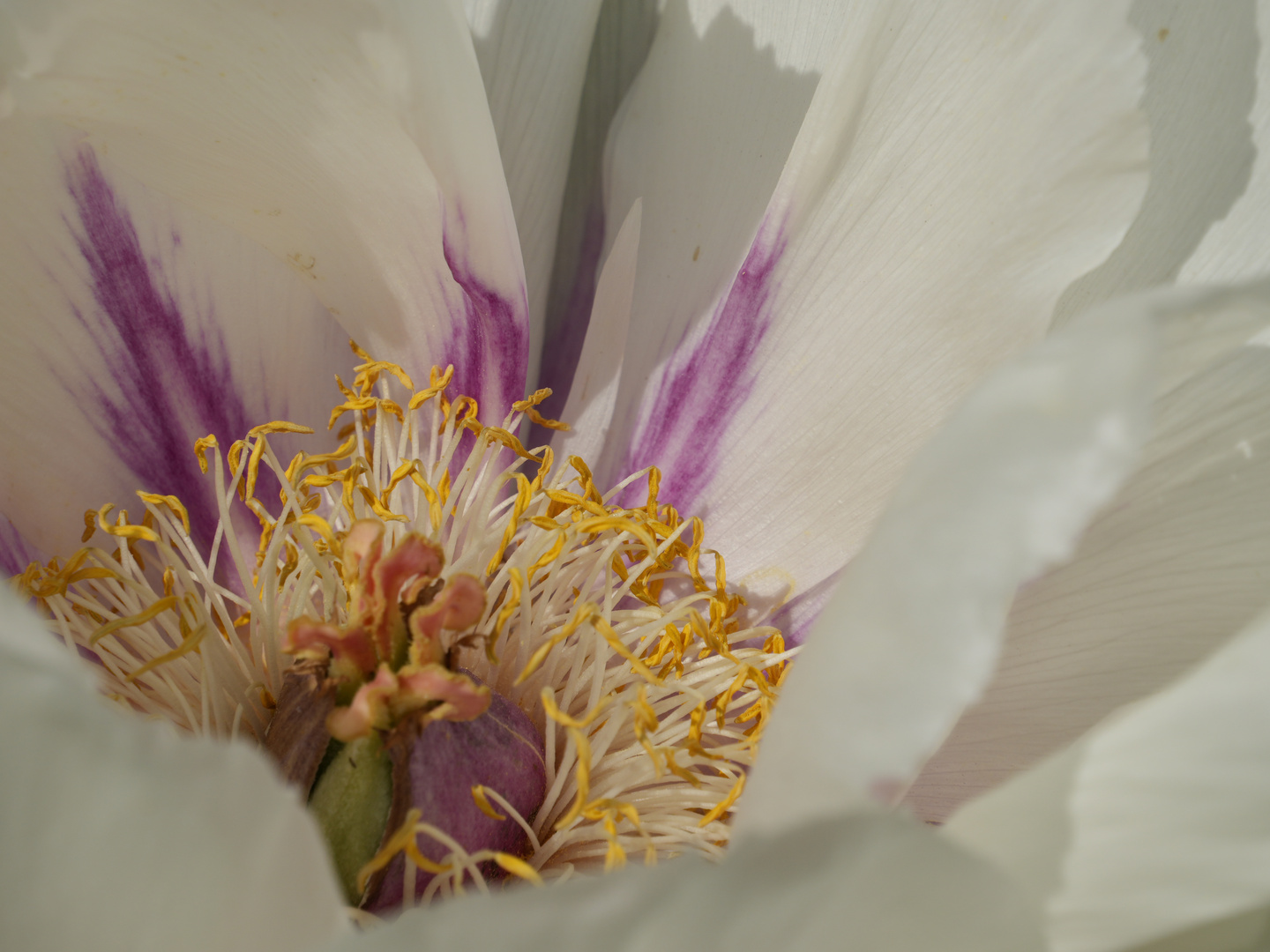 Tulpe von Innen