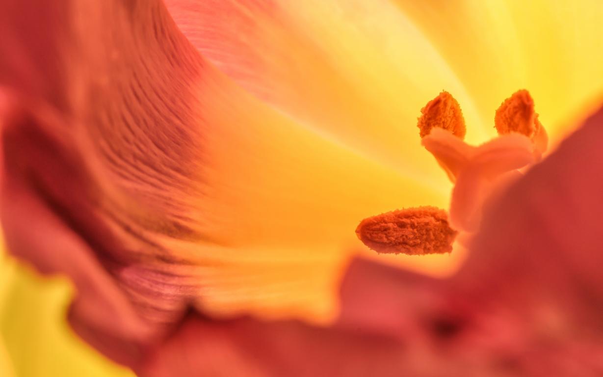 Tulpe von innen