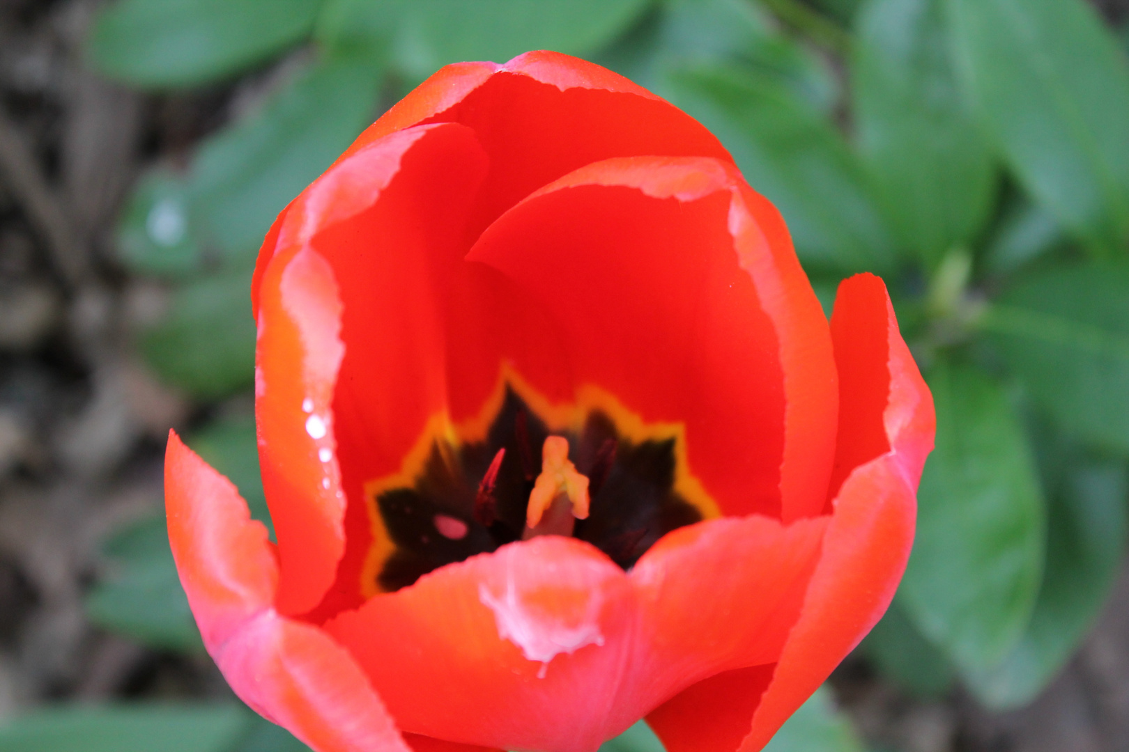 Tulpe von Innen