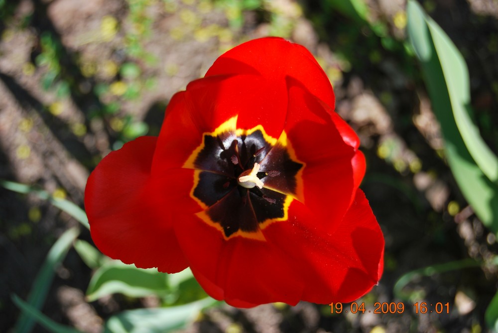 Tulpe von innen