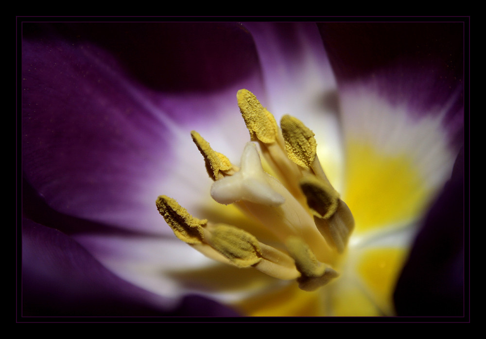 Tulpe von innen