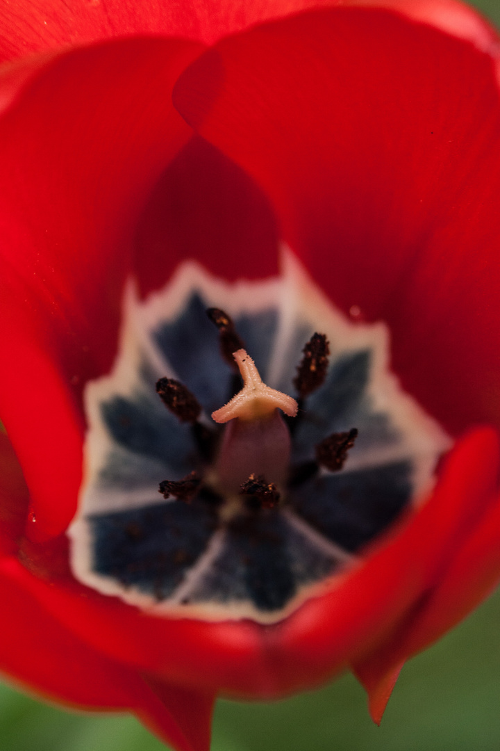 Tulpe von innen