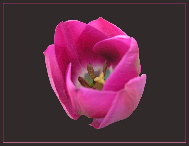 Tulpe von innen