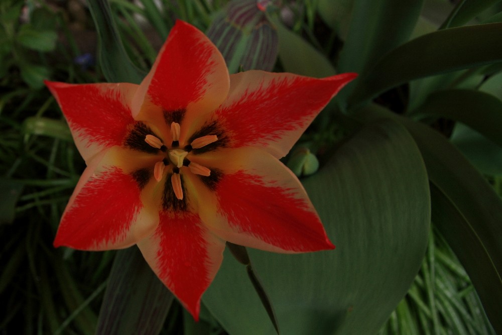 Tulpe von oben